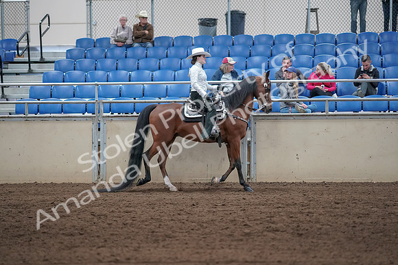 2019 Morgan Horse Show - Sept 01, 2019 - 07134