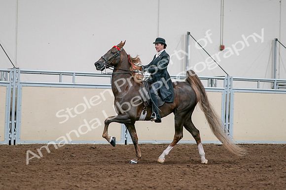 2020 - AB Morgan Horse - Sat, Sept 05 - 13124