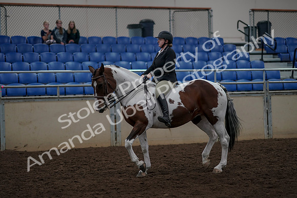 2019 Morgan Horse Show - Aug 30, 2019 - 31128