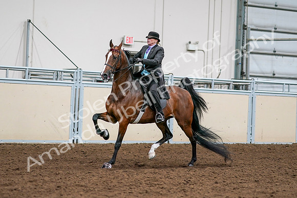 2020 - AB Morgan Horse - Sat, Sept 05 - 12984