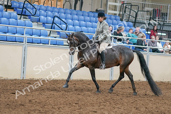 2020 - AB Morgan Horse - Sat, Sept 05 - 14313