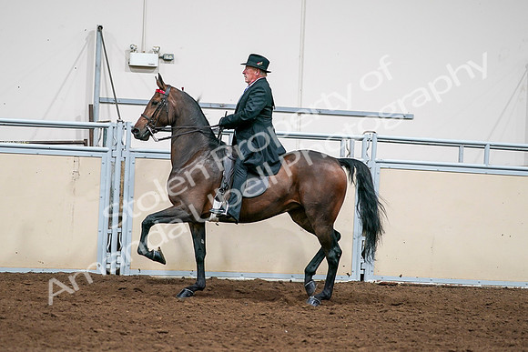 2020 - AB Morgan Horse - Sat, Sept 05 - 08137