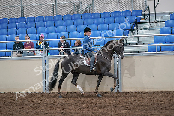 2020 - AB Morgan Horse - Sat, Sept 05 - 05216