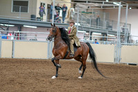 2020 - AB Morgan Horse - Sat, Sept 05 - 05279