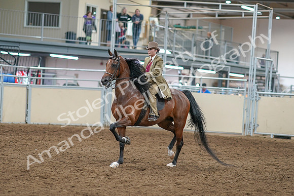 2020 - AB Morgan Horse - Sat, Sept 05 - 05279