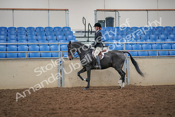 2019 Morgan Horse Show - Aug 30, 2019 - 23292