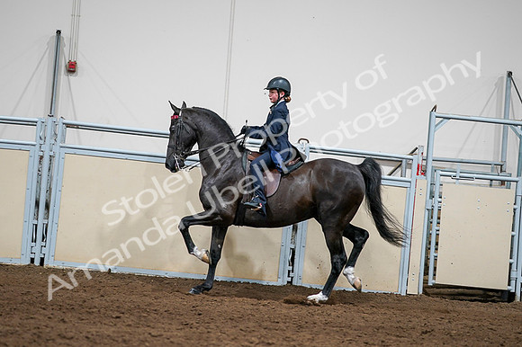 2020 - AB Morgan Horse - Fri, Sept 04 - 03253