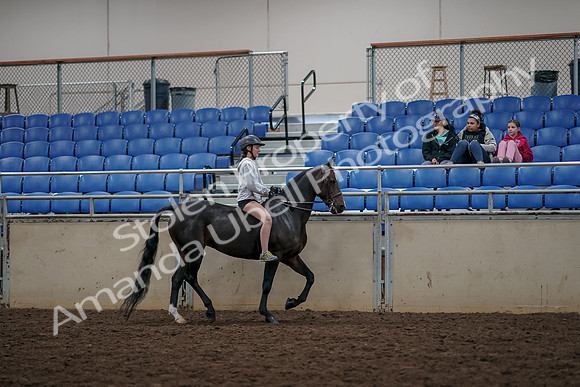 2019 Morgan Horse Show - Aug 30, 2019 - 31383