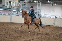 2020 - AB Morgan Horse - Sat, Sept 05 - 09375