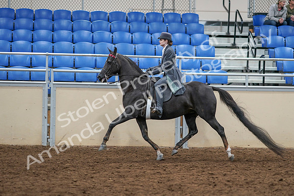 2020 - AB Morgan Horse - Sat, Sept 05 - 13740