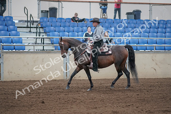 2019 Morgan Horse Show - Sept 01, 2019 - 06795