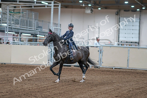 2020 - AB Morgan Horse - Fri, Sept 04 - 06969
