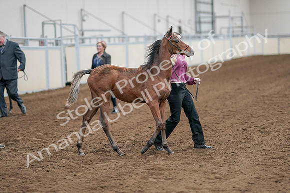 2020 - AB Morgan Horse - Sat, Sept 05 - 00507