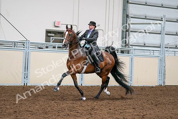 2020 - AB Morgan Horse - Sat, Sept 05 - 12982