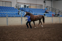 Class 078 - Morgan In Hand Suitable to be a Sport or Western Horse 3 & Over