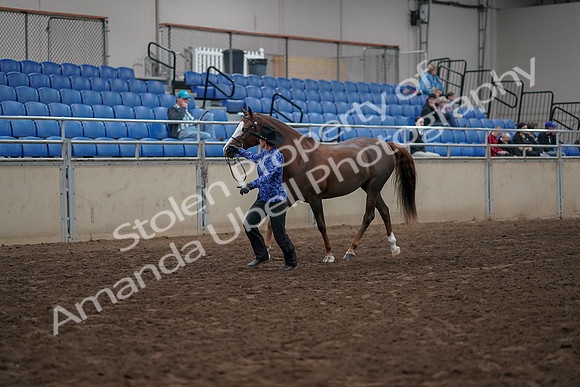 2019 Morgan Horse Show - Aug 31, 2019 - 02904