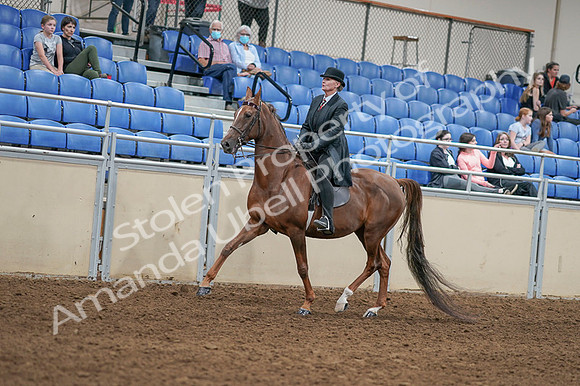 2020 - AB Morgan Horse - Fri, Sept 04 - 08033