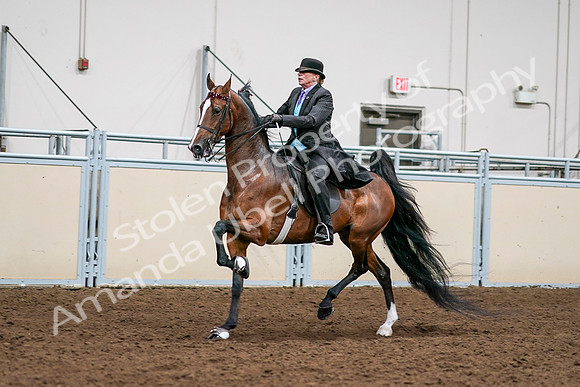 2020 - AB Morgan Horse - Sat, Sept 05 - 12989