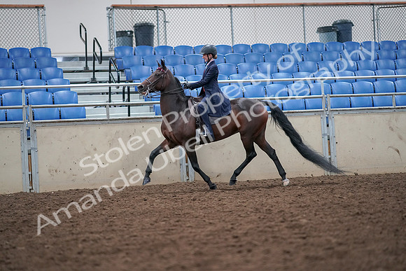 2019 Morgan Horse Show - Aug 30, 2019 - 17796
