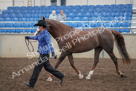 2019 Morgan Horse Show - Aug 31, 2019 - 02926