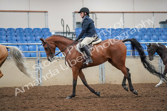 2019 Morgan Horse Show - Aug 30, 2019 - 22412