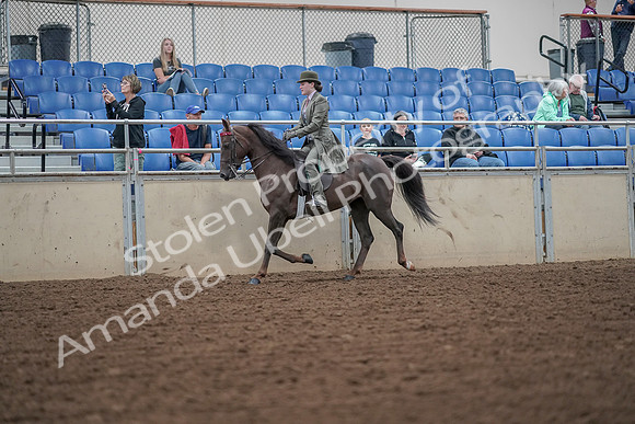 2019 Morgan Horse Show - Aug 30, 2019 - 15305