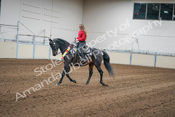2020 - AB Morgan Horse - Sat, Sept 05 - 10385