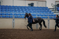 2019 Morgan Horse Show - Aug 31, 2019 - 00504