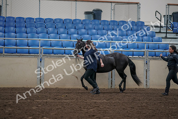 2019 Morgan Horse Show - Aug 31, 2019 - 00504