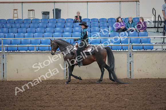 2019 Morgan Horse Show - Aug 30, 2019 - 25896