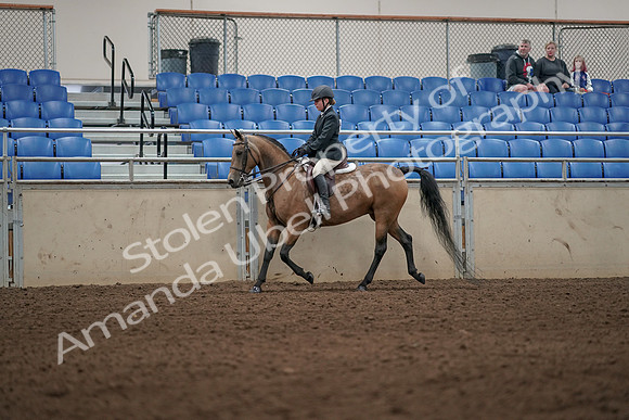 2019 Morgan Horse Show - Aug 31, 2019 - 04985