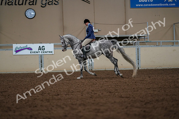 2019 Morgan Horse Show - Aug 30, 2019 - 22431