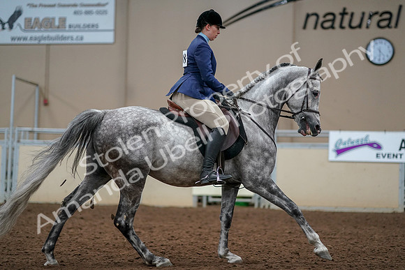 2019 Morgan Horse Show - Aug 30, 2019 - 22469