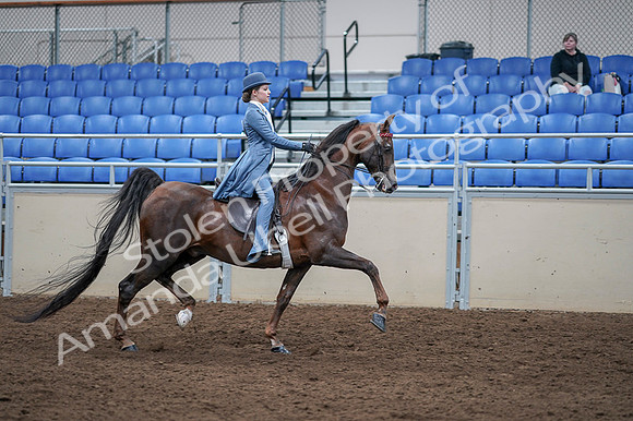 2020 - AB Morgan Horse - Fri, Sept 04 - 05070