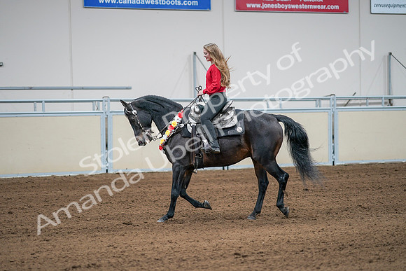 2020 - AB Morgan Horse - Sat, Sept 05 - 10406