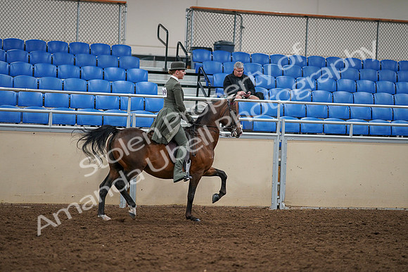 2020 - AB Morgan Horse - Fri, Sept 04 - 03453