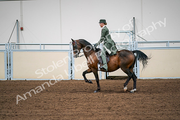 2020 - AB Morgan Horse - Fri, Sept 04 - 03311