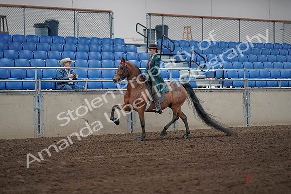 2019 Morgan Horse Show - Sept 01, 2019 - 13162
