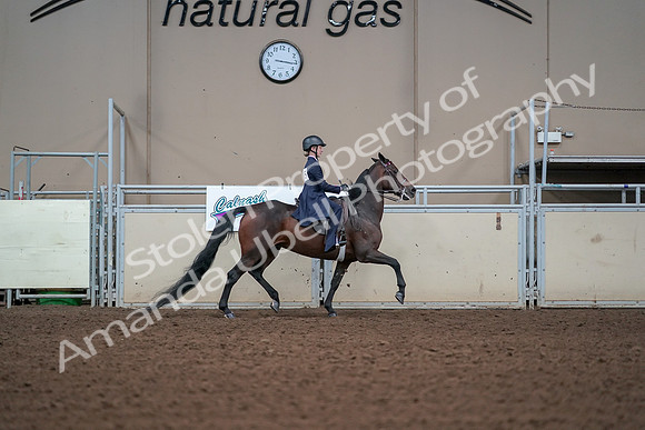 2019 Morgan Horse Show - Aug 30, 2019 - 17957
