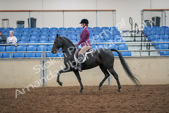 2019 Morgan Horse Show - Aug 30, 2019 - 23168