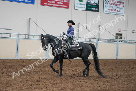 2020 - AB Morgan Horse - Sun, Sept 06 - 07647