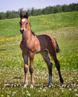 other breeds - 019