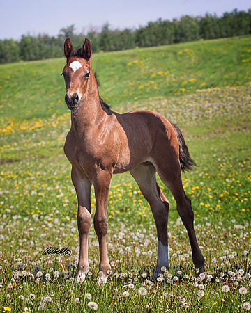 other breeds - 019