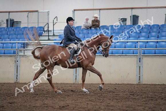 2019 Morgan Horse Show - Sept 01, 2019 - 08798