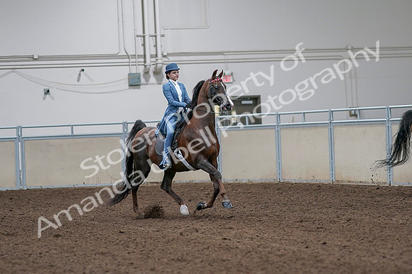 2020 - AB Morgan Horse - Fri, Sept 04 - 05032