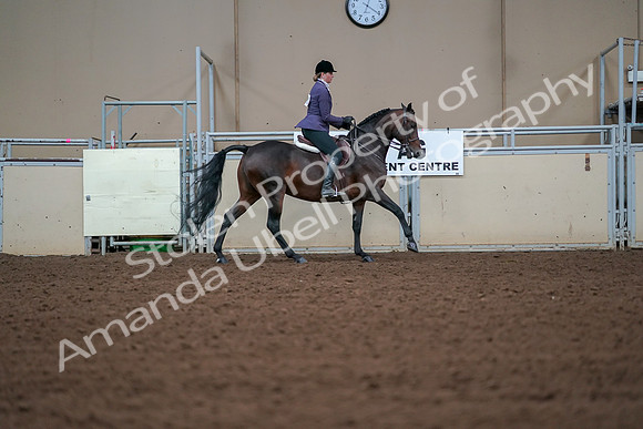 2019 Morgan Horse Show - Aug 30, 2019 - 20957