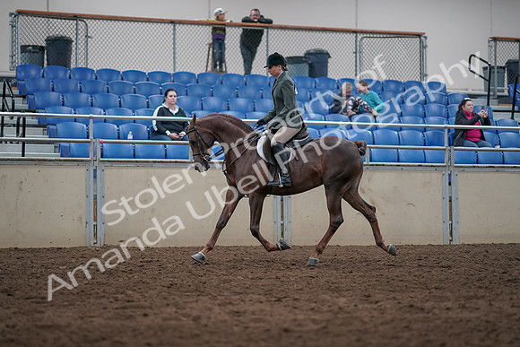 2019 Morgan Horse Show - Sept 01, 2019 - 08619