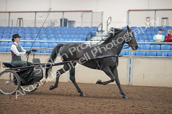 2019 Morgan Horse Show - Aug 31, 2019 - 04758