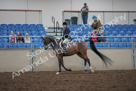 2019 Morgan Horse Show - Aug 31, 2019 - 15989