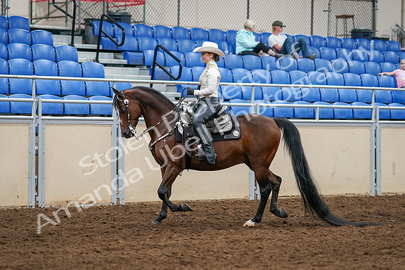 2020 - AB Morgan Horse - Sat, Sept 05 - 08878